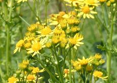 Raukenblättriges Greiskraut-2.jpg